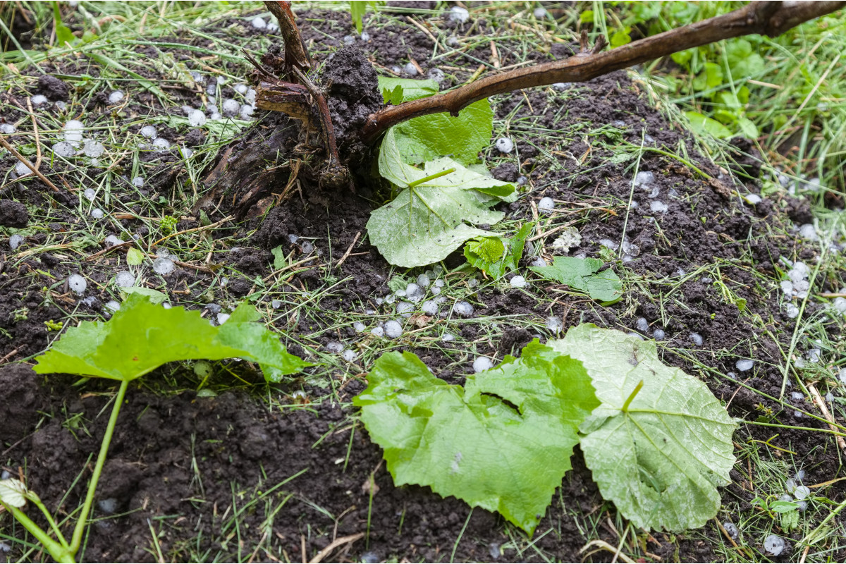 Dopo la siccità, anche il maltempo: danni ingenti ai vigneti del Nord Italia