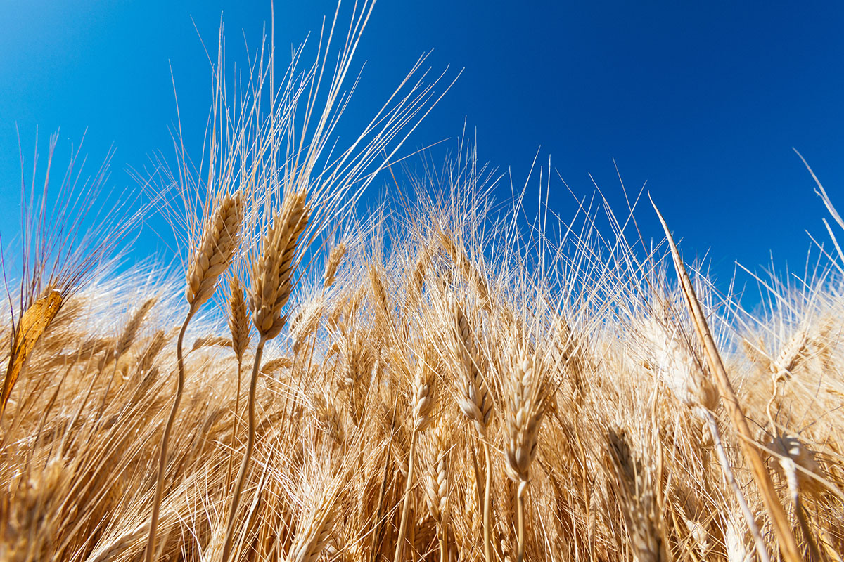 Grano: in un mese di guerra il prezzo è salito del 53%