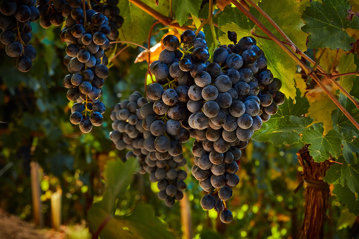 Vendemmia 2023, forte calo nella produzione di lambruschi in Emilia Romagna