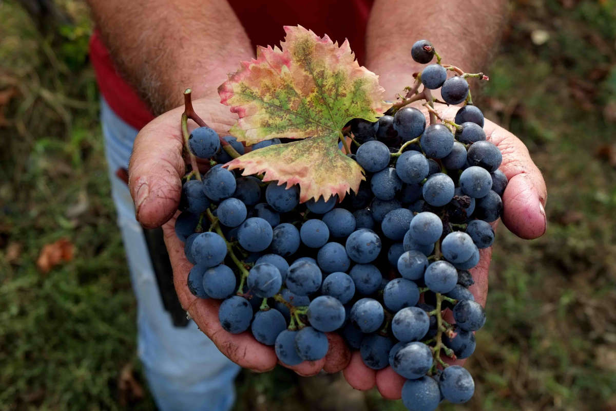 Montecucco Doc e Docg produzione colpita dagli effetti del clima anomalo