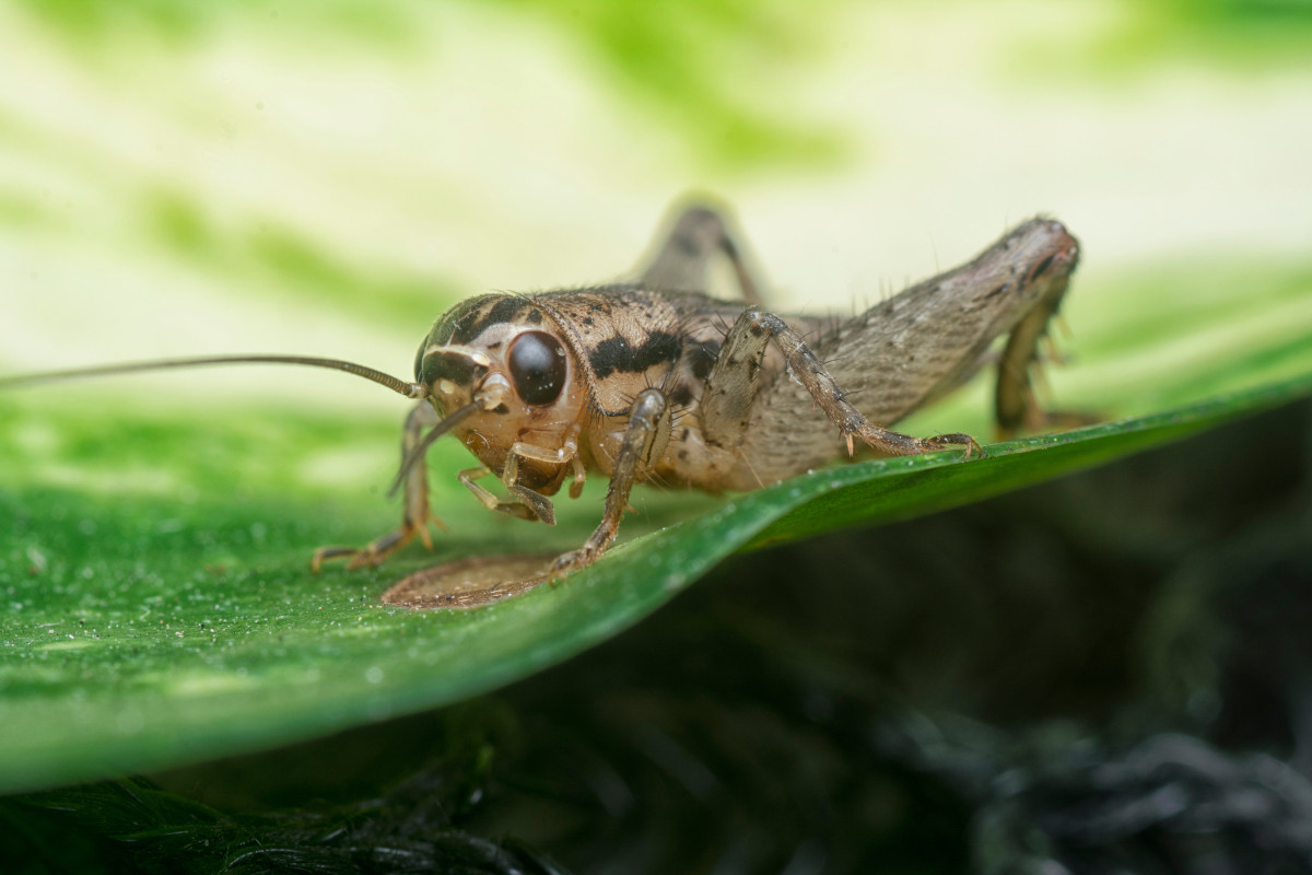 Nutrinsect sfida i pregiudizi: la farina di grilli alla conquista dell'Italia?