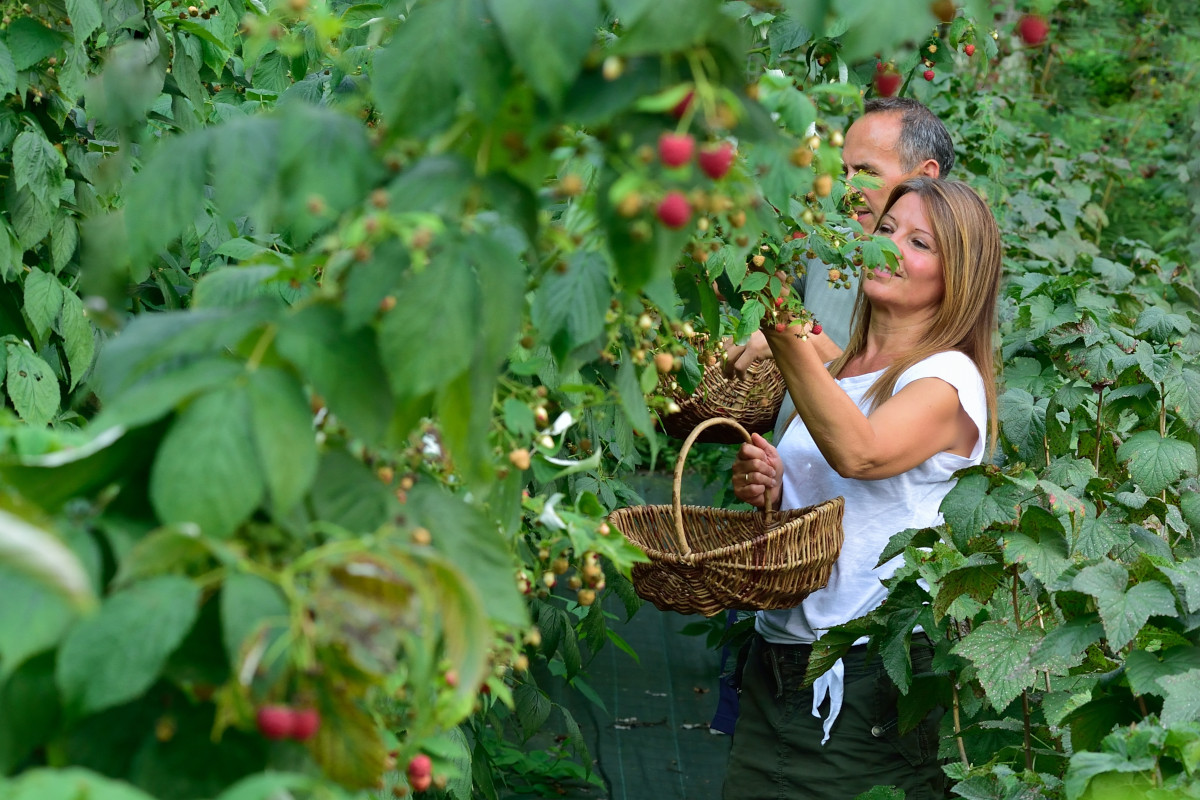 Alla scoperta dei sapori autentici dell'Alto Adige: 4 storie imprenditoriali