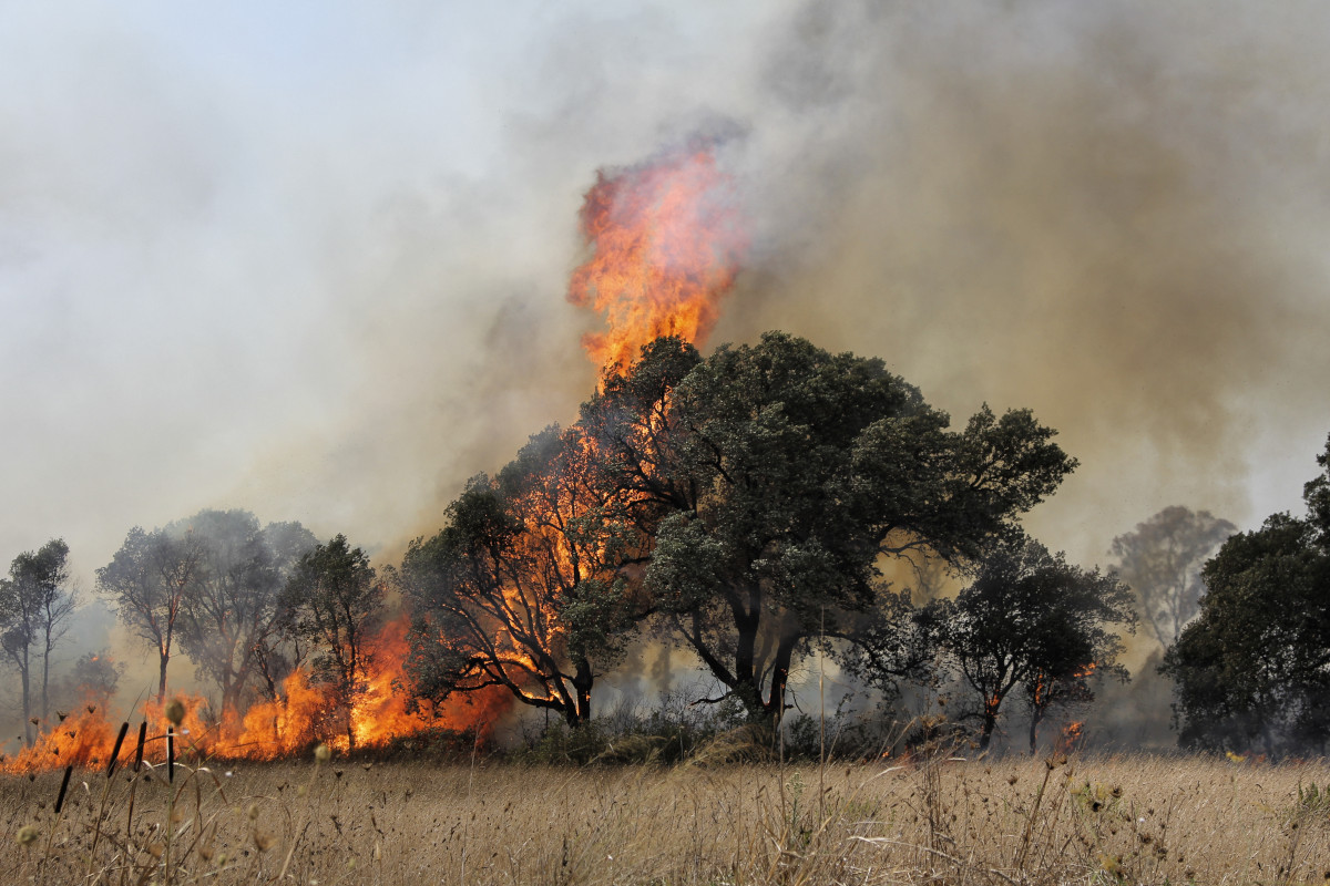 Incendi al Sud Italia: il vademecum della Coldiretti per le vacanze