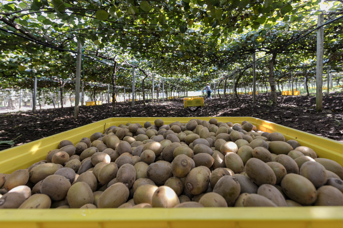 Tutti i benefici del kiwi, il frutto perfetto per l'inverno