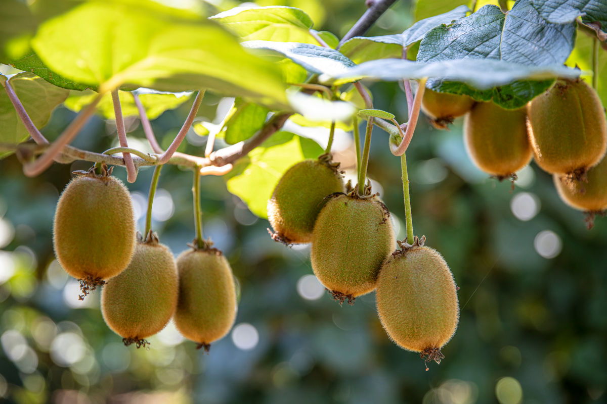 Kiwi: vitamina C e minerali per affronatare il freddo