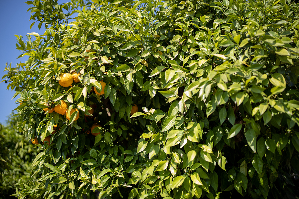 I limoni del Grada. Foto: Visit Brescia Hai mai vistato una limonaia?