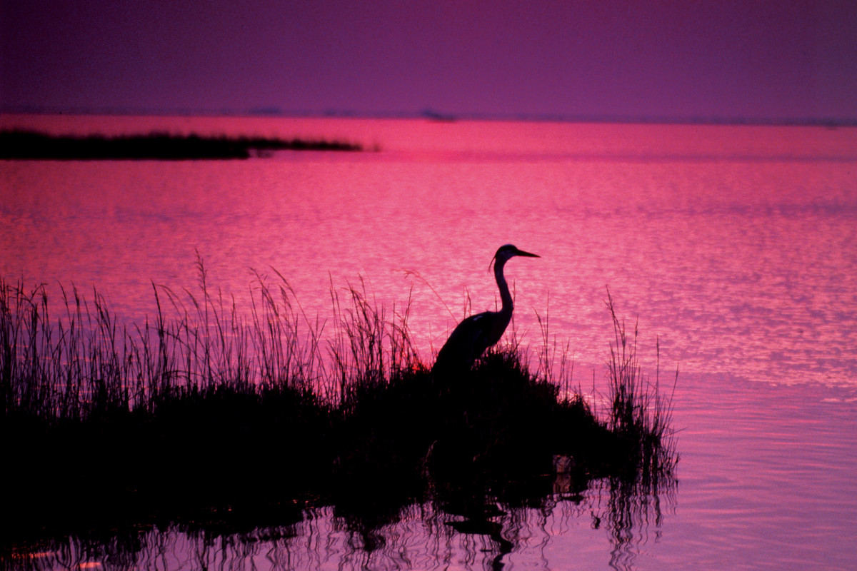 Paradiso del birdwatching Lignano Sabbiadoro fuori stagione al ritmo lento della natura