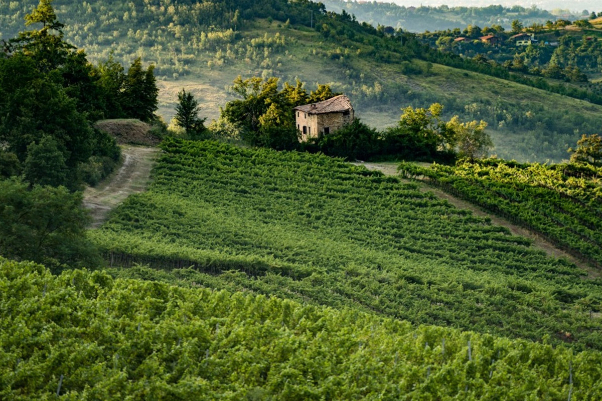 Modena e il vino: viaggio in quattro cantine dove nasce il Lambrusco
