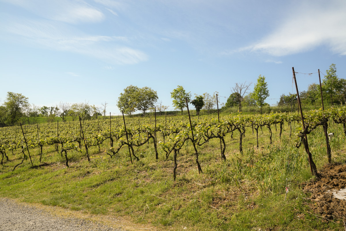 Modena e il vino: viaggio in quattro cantine dove nasce il Lambrusco