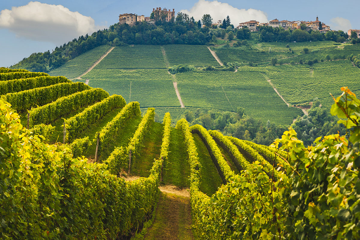 Novello (Cn) Nebbiolo, Barbera e non solo: nelle Langhe tante varietà per vini d’eccellenza