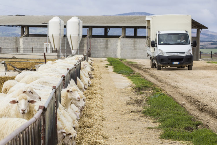 (Latte ovino, prove d&rsquo;intesa&laquo;Mai pi&ugrave; sotto i 72 centesimi&raquo;)