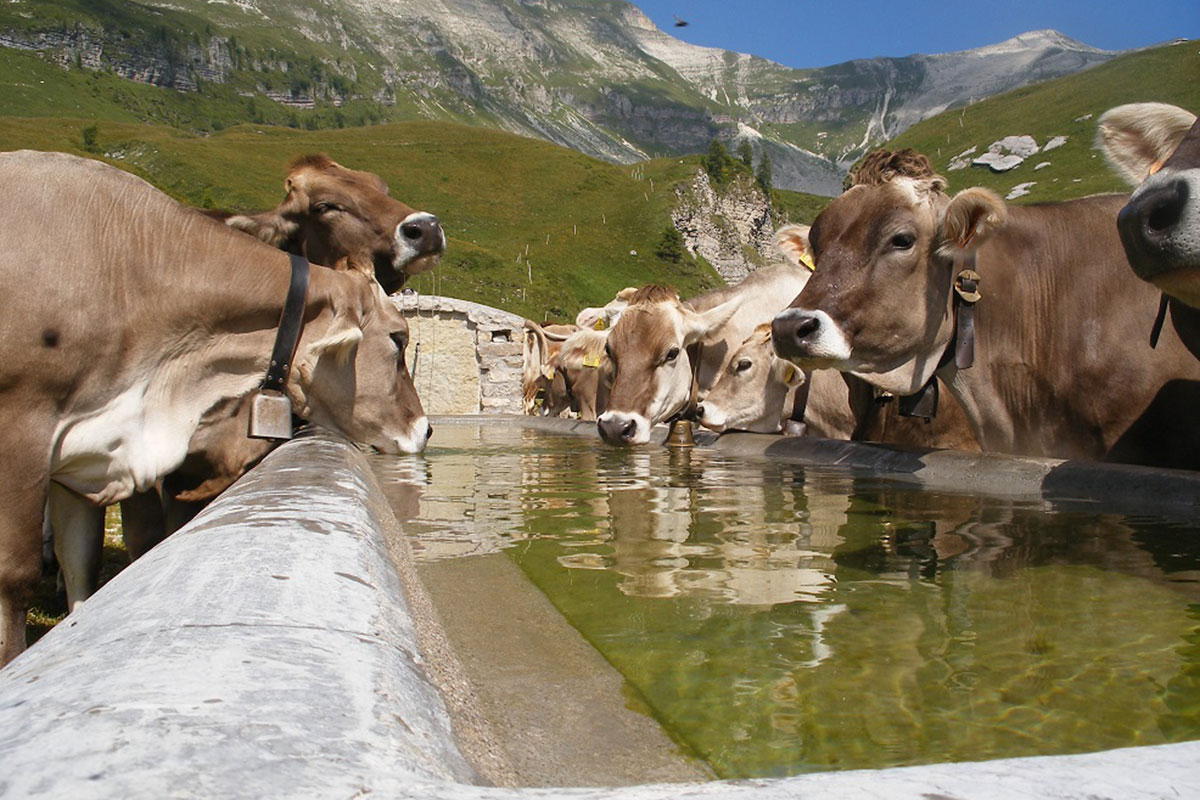 Promuovere la conoscenza degli alpeggi La filiera del latte si fa smart per piacere ai giovani