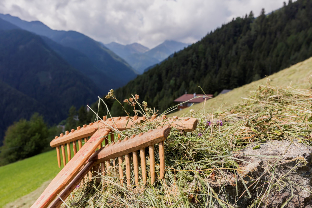 Latte fieno dell'Alto Adige: +220% di conferitori e boom produttivo