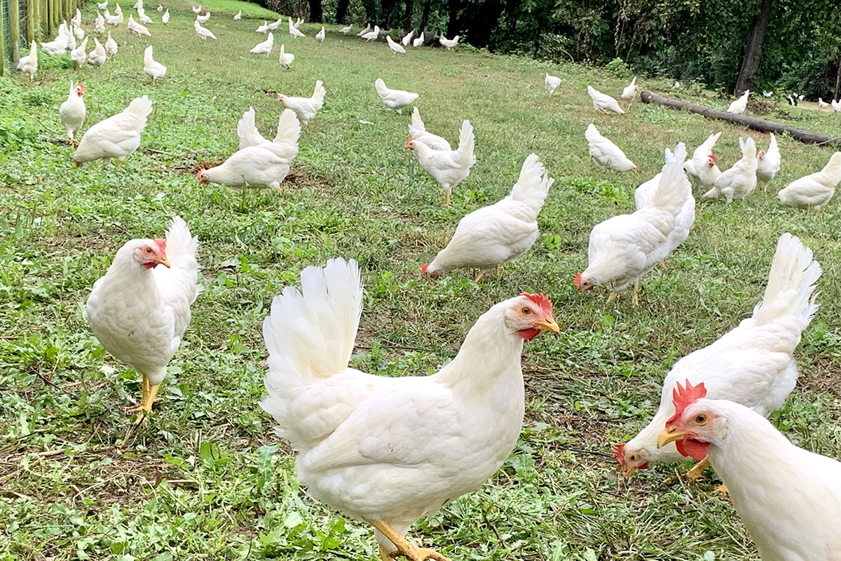 Tipicità e natura: tutta la qualità del “made in Friuli Venezia Giulia”