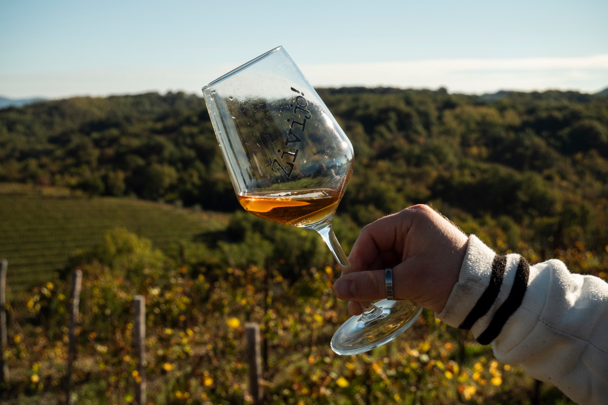 La prima Banca di un vitigno è firmata Ribolla di Oslavia