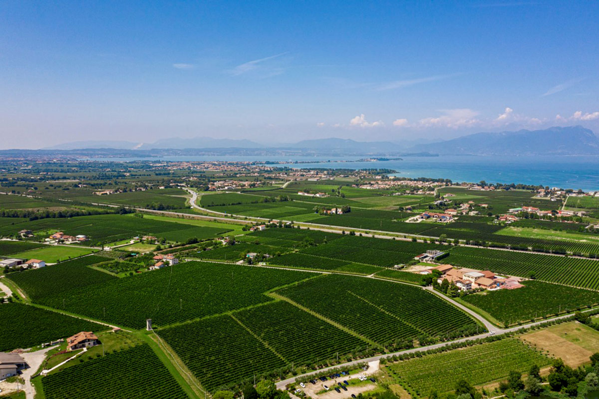 I vigneti da cui nasce il Lugana Doc  Bergamo e Brescia terre di vino: viaggio tra Doc e Docg