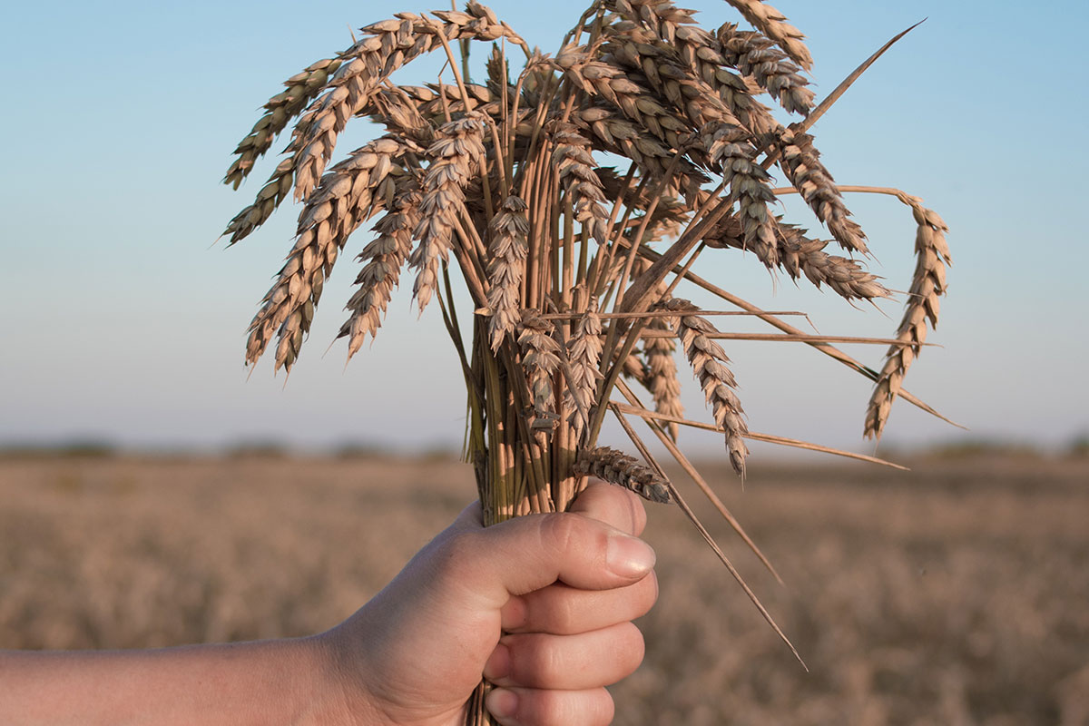 Guerra in Ucraina, grano a prezzi record: a rischio le scorte in Italia