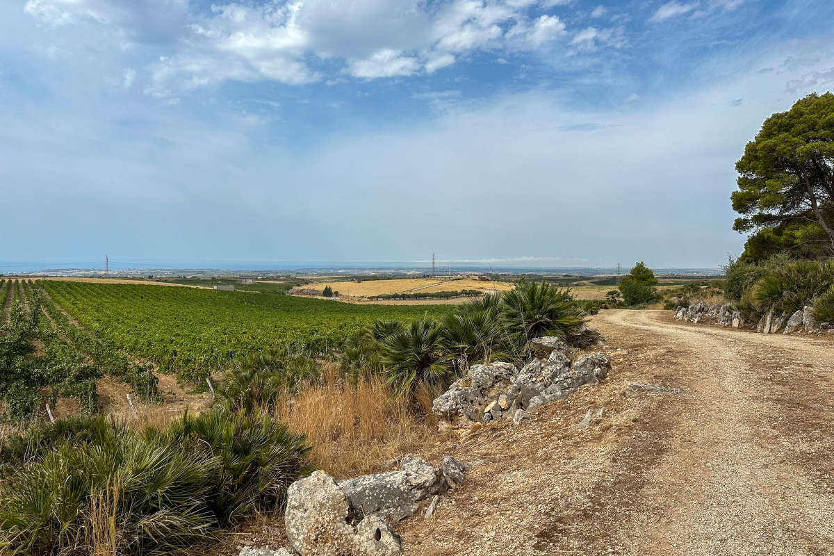 La Sicilia che non ti aspetti nei vini innovativi di Mandrarossa