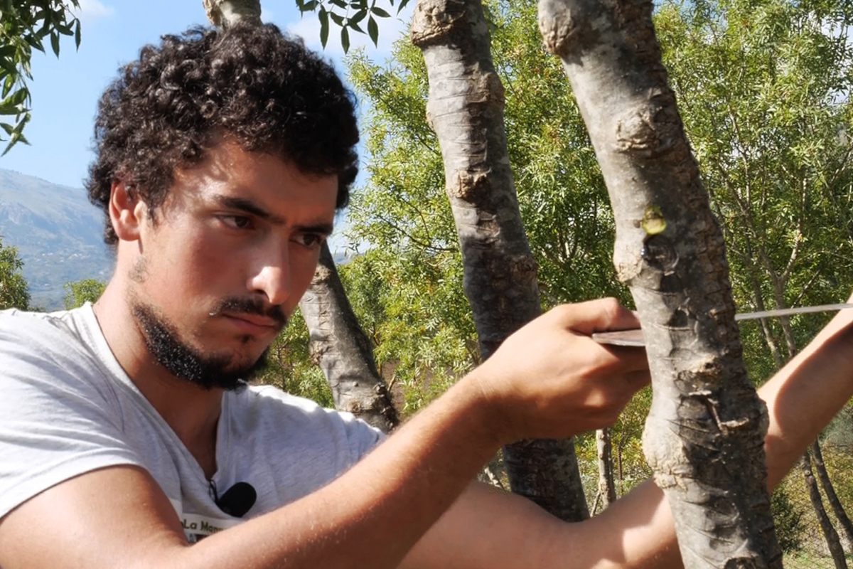 L'arte dell'incisione di generazione in generazione La Sicilia ultima culla della Manna, storia di un succo quasi dimenticato