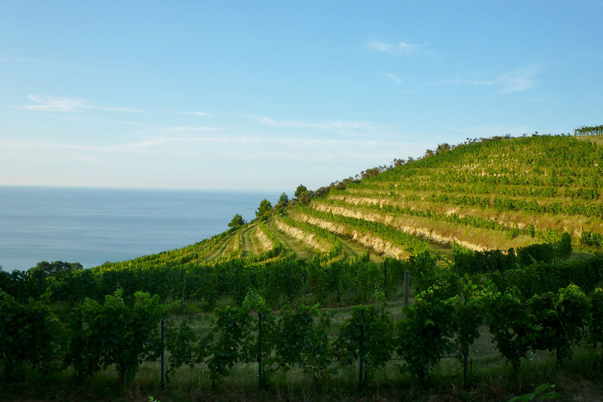 La missione di Ais Marche: “Sommelier sempre più preparati”