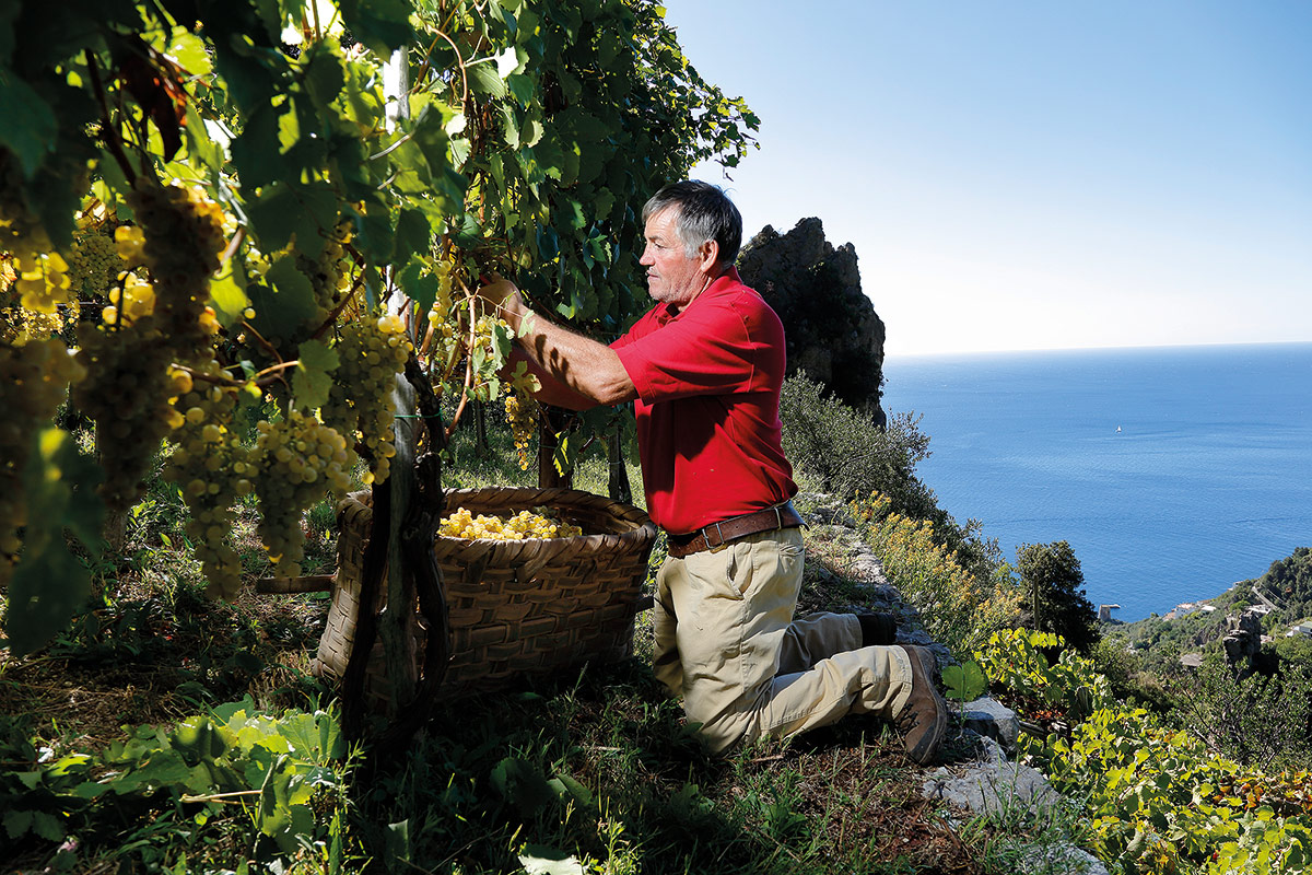 Da vigneti a strapiombo sul mare nascono le eccellenze di Marisa Cuomo