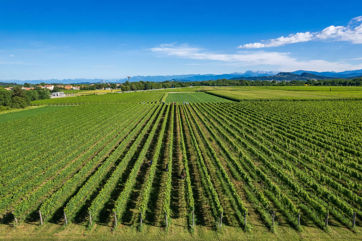 Masùt da Rive: l'eccellenza vinicola dell'Isonzo in ogni bottiglia