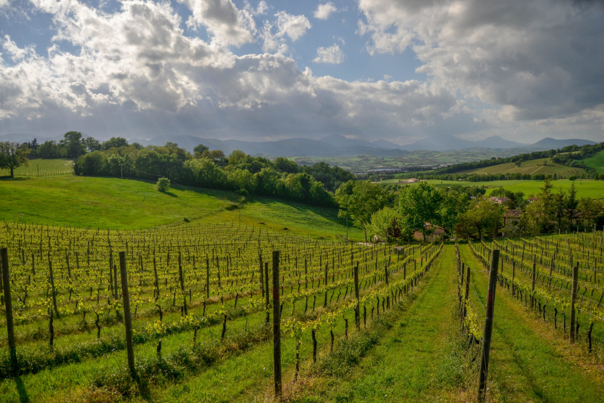 Borghi e miele a Macerata: sei tappe per scoprire l'apicoltura marchigiana
