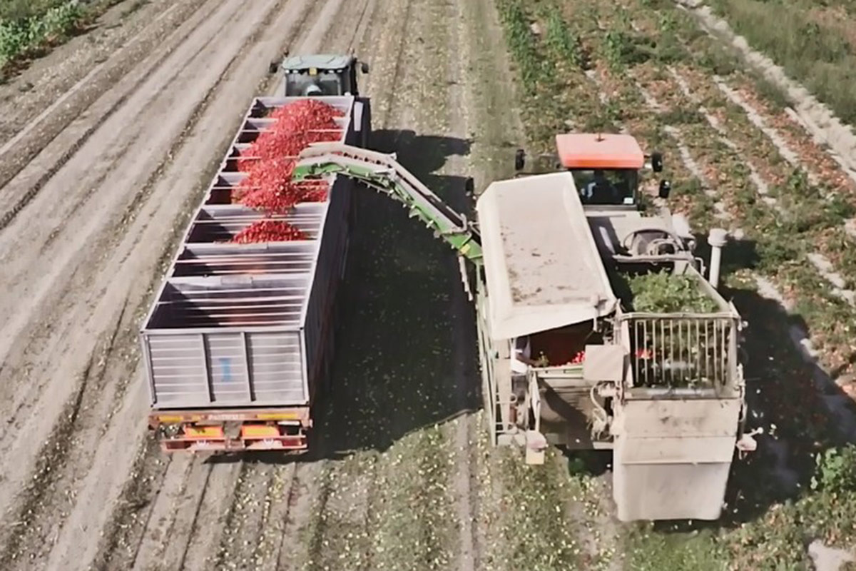 Fresco e ricco di gusto, il pomodoro Menù per ristoranti e pizzerie