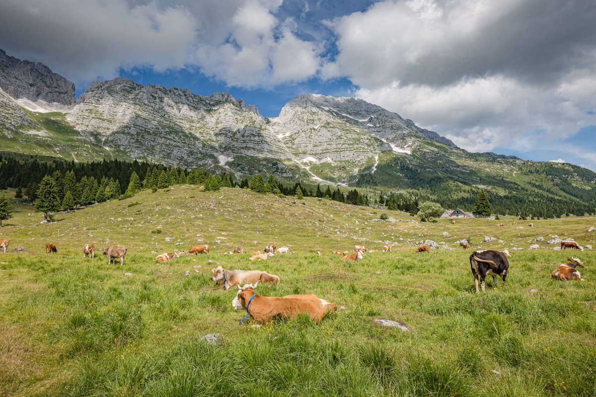 Montasio: eccellenza Dop che esalta il territorio e ne racconta la storia