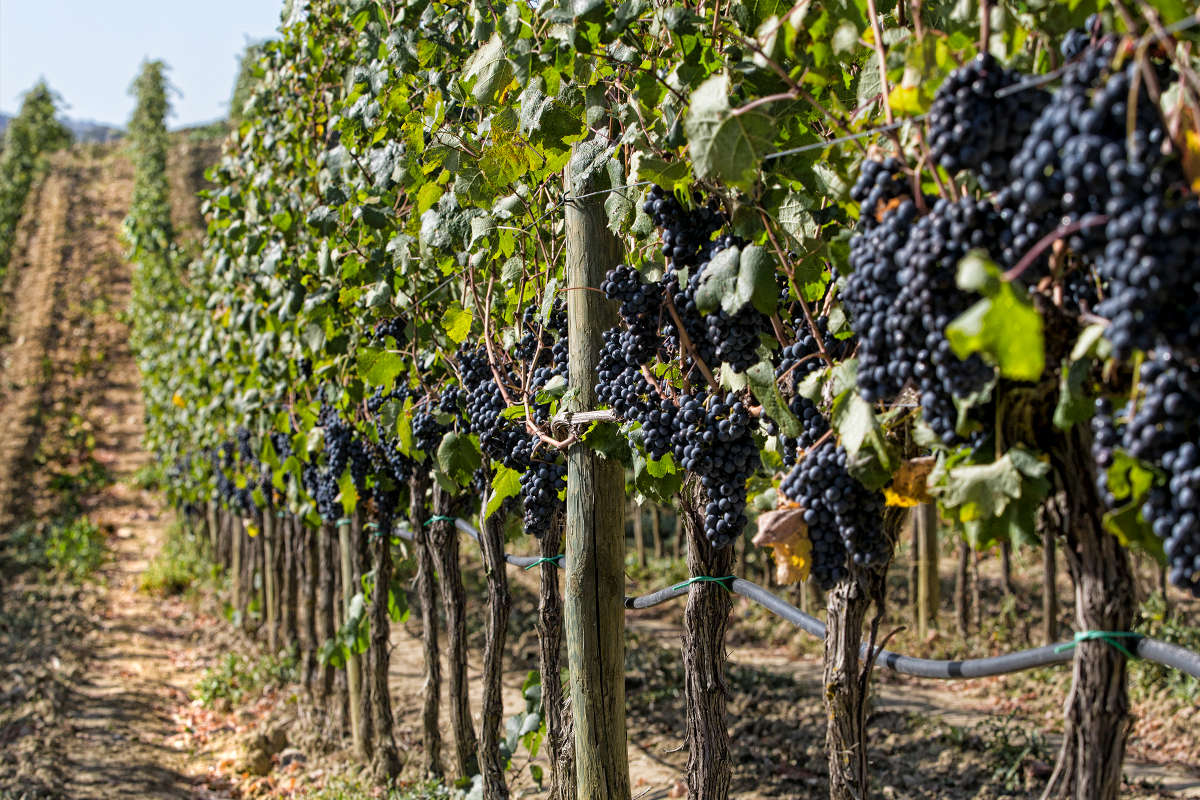 Montecucco Doc e Docg la produzione subisce gli effetti del clima anomalo