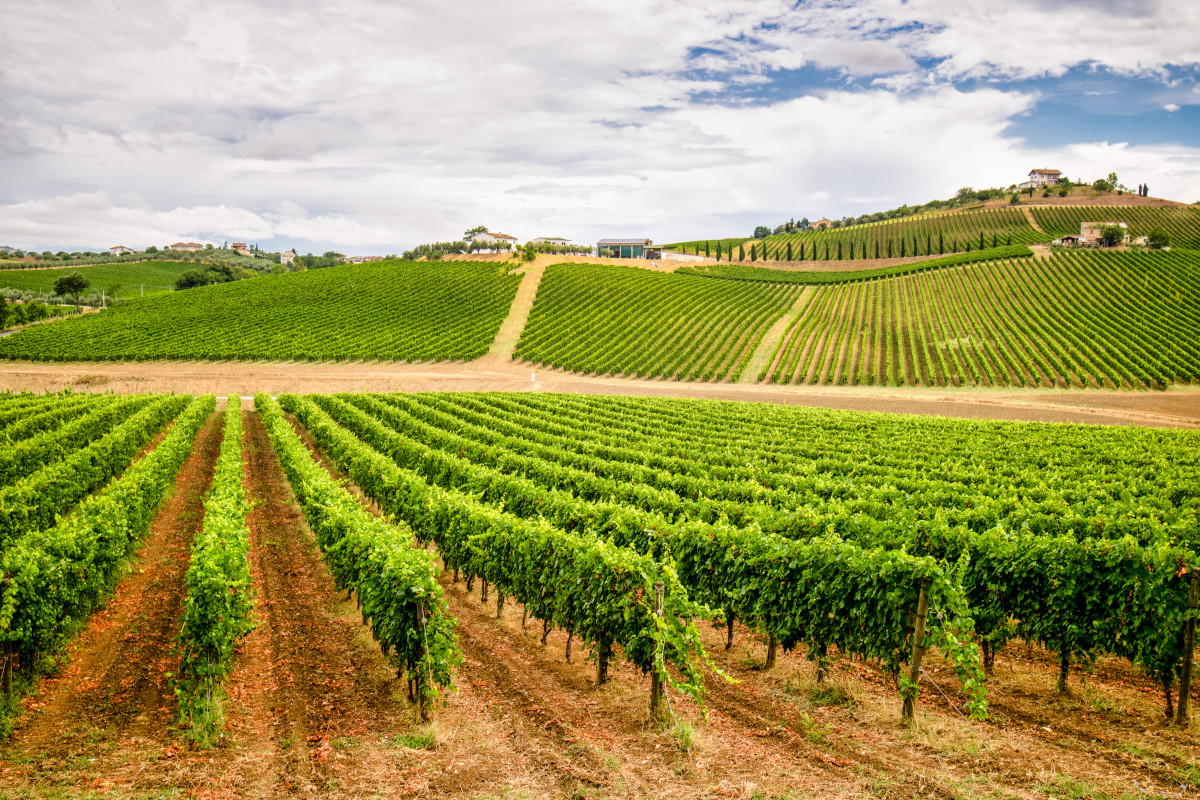 Consorzio Vini d'Abruzzo in azione: in gioco la tutela del Montepulciano