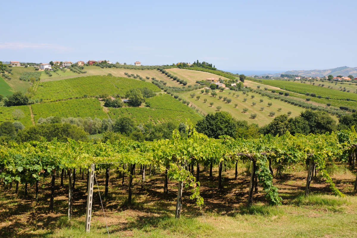 £$L'Italia del vino:$£ l'essenza del Nobile di Montepulciano in tre calici 