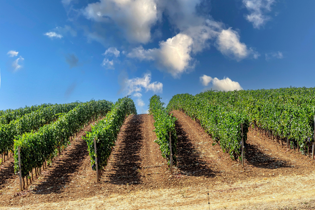 Un viaggio nel cuore della Maremma, la terra del Morellino di Scansano