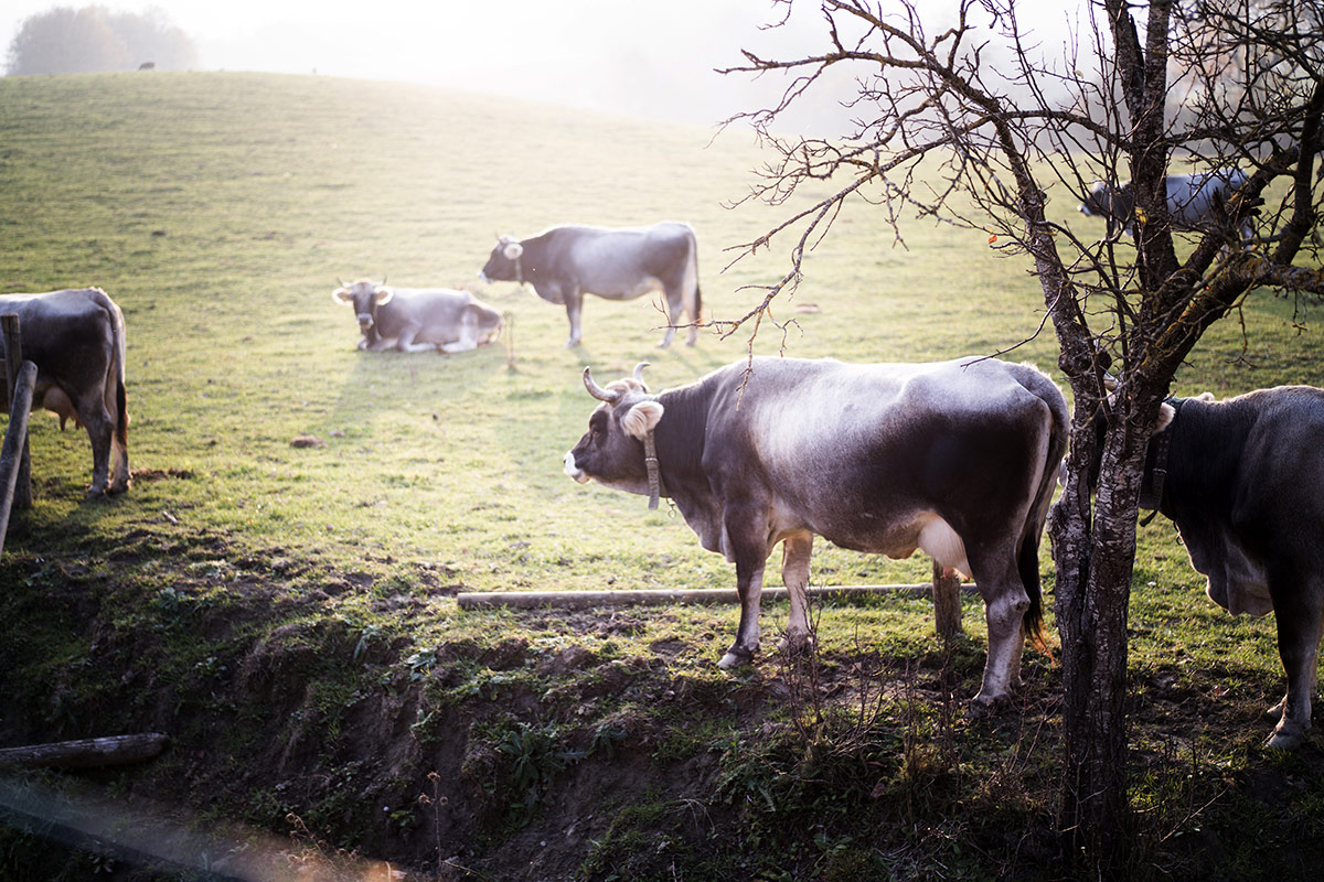 Derthona, l’anima bianca dei Colli Tortonesi che guarda al mondo Derthona, l’anima bianca dei Colli Tortonesi che guarda al mondo