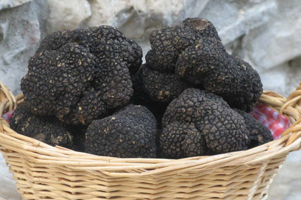 Tartufo Nero di Fragno: a Calestano nasce un museo per promuoverlo