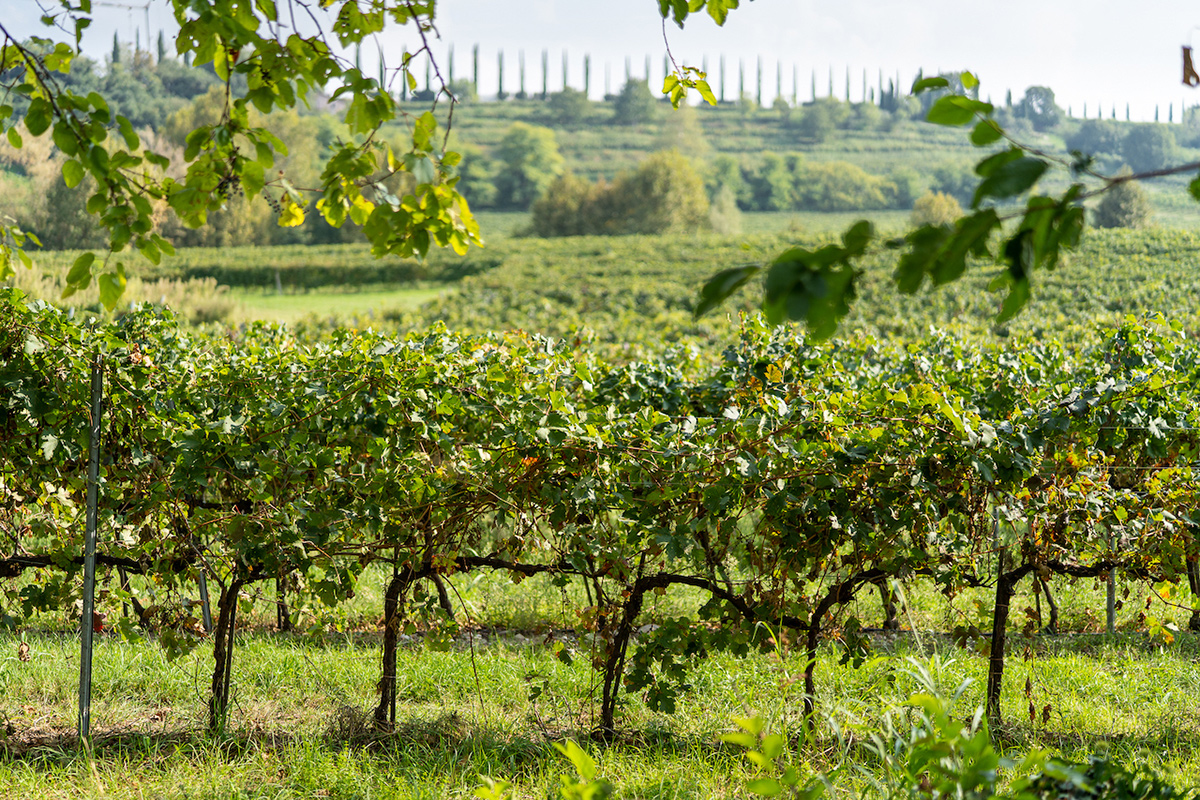 I vigneti Custoza Merano Wine Festival, il trentennale supera se stesso