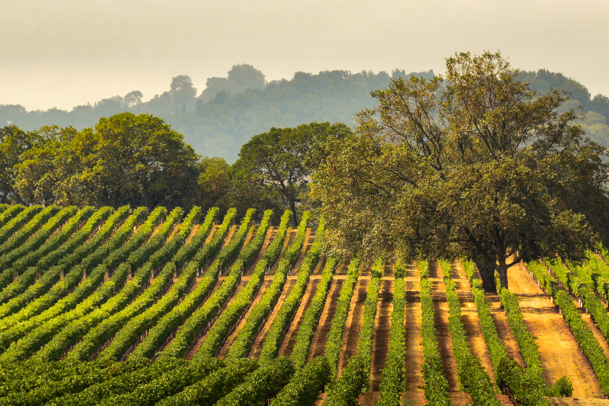 Viaggio in Napa Valley e Sonoma County: le cantine da non perdere