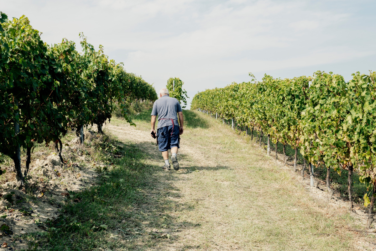 Vini italiani all'estero, prezzi in calo: ma il peggio deve ancora venire?