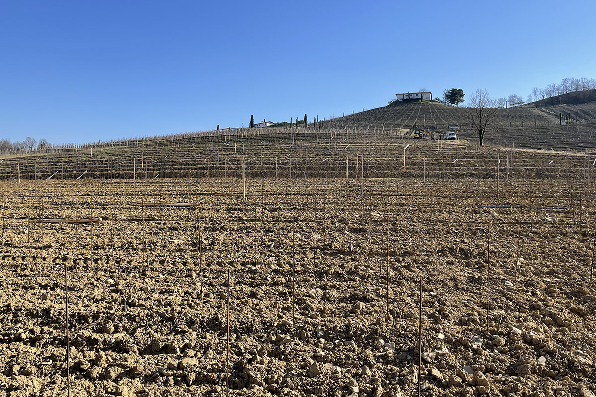 Il nuovo vigneto di Pinto Nero Livon lancia la sfida del Pinot Nero