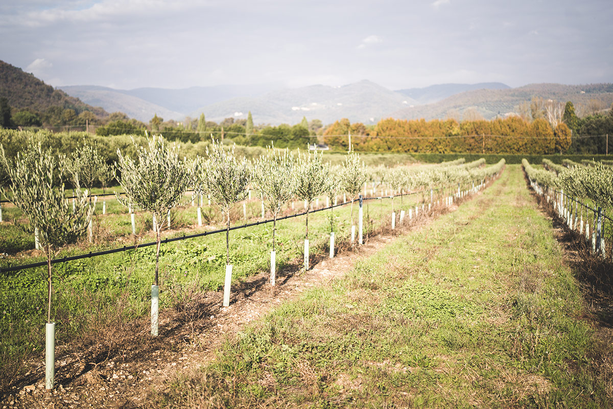 Perché il Laudemio è tra gli extravergini più ricercati del mondo