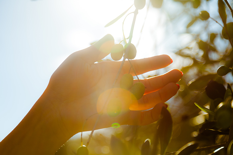  L’Italia è il secondo fornitore europeo di olio in Giappone Giapponesi pazzi per l’olio. L’Italia secondo fornitore europeo