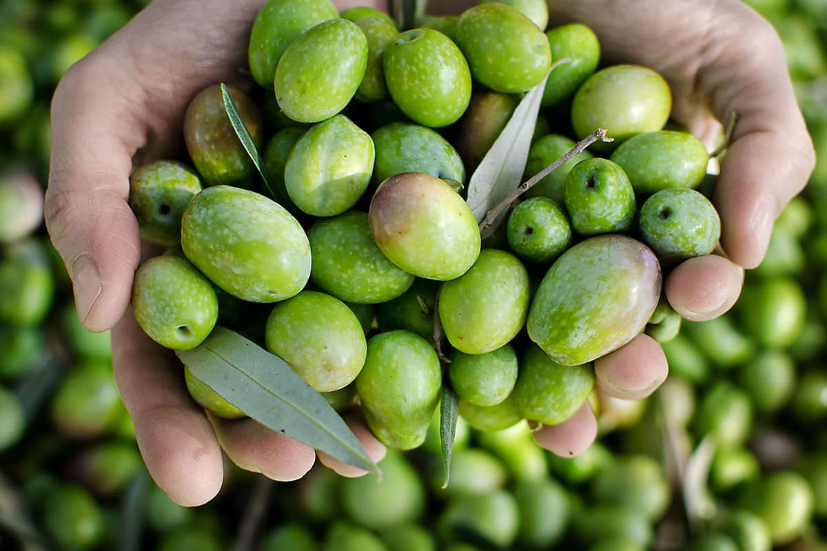 Capitale del gusto: le eccellenze gastronomiche da non perdere tra Pesaro e provincia