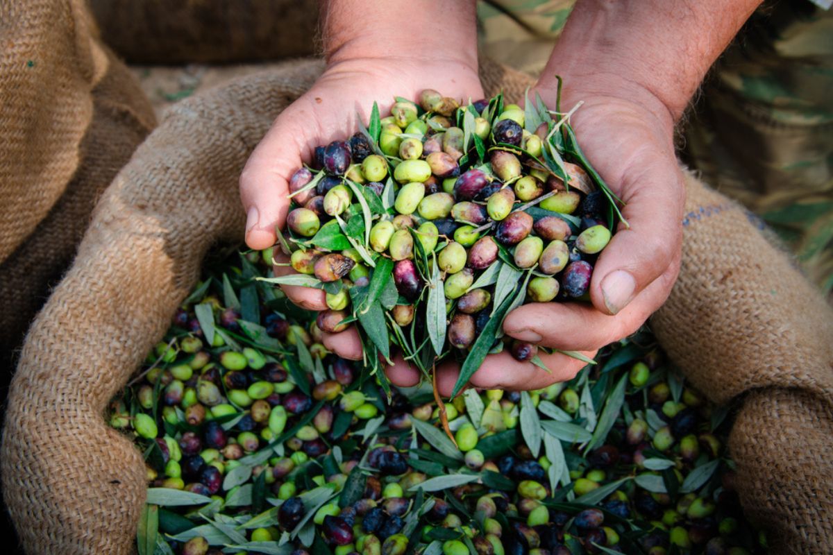 Olio vergine venduto come extravergine: come notare un prodotto difettato