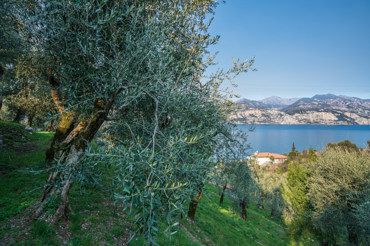 Perché l'olio lombardo non ha nulla da invidiare alle principali Dop nazionali?