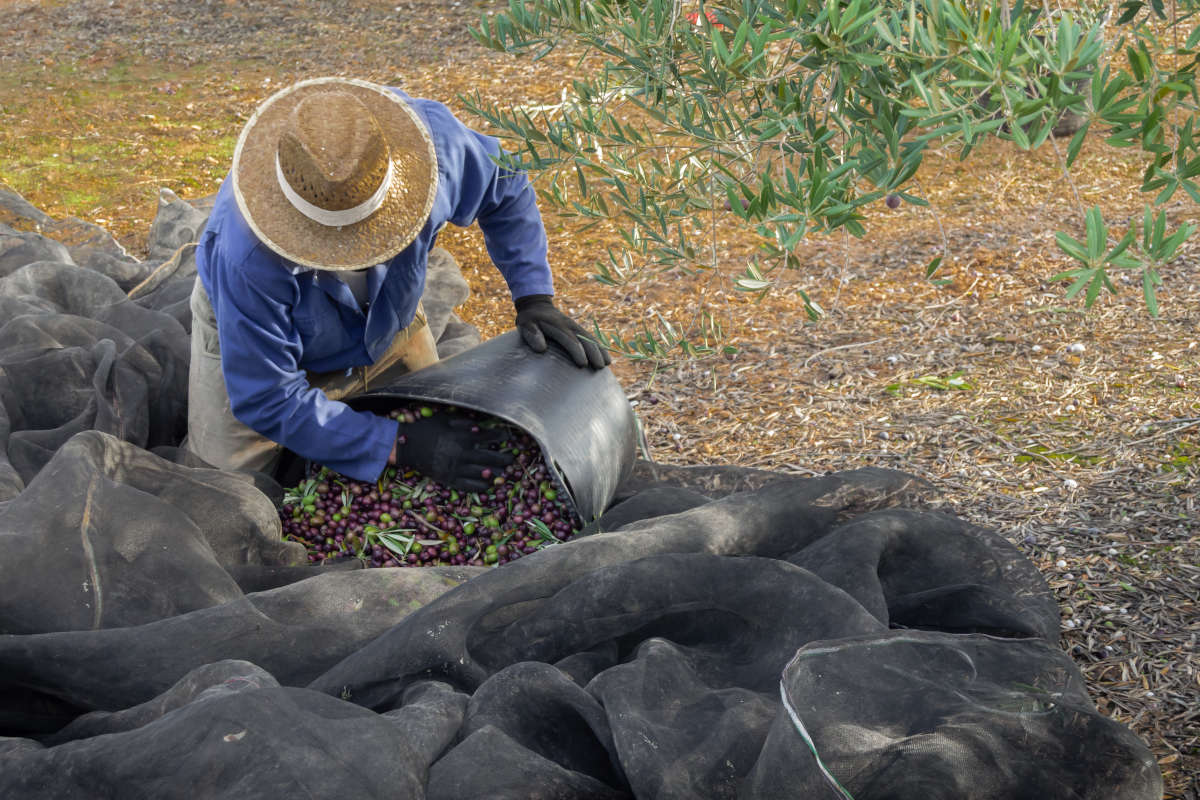 L'olio extravergine “vero” deve passare dalle cultivar e dai territori