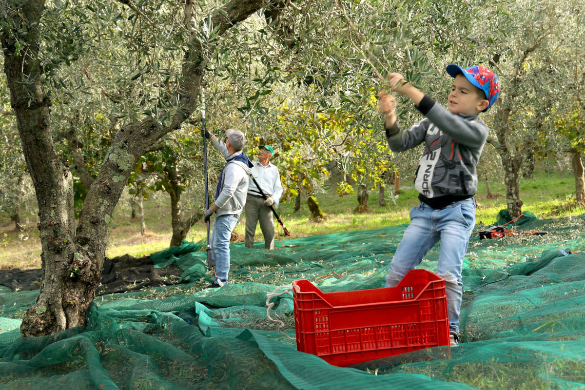 Le feste dell’olio aiutano a capire il vero extravergine artigianale