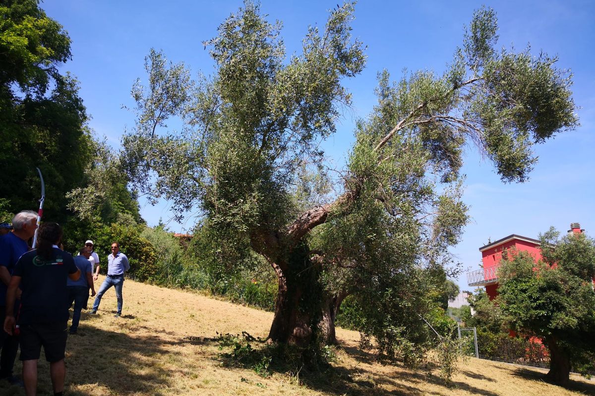 Caldo record: olio in crisi? «Finiranno anche le scorte straniere»