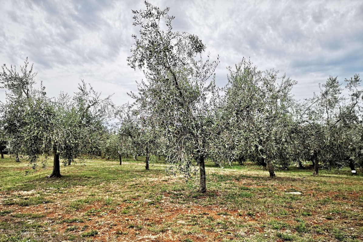 Gli uliveti della tenuta Olio Mate in Istria una tradizione di famiglia