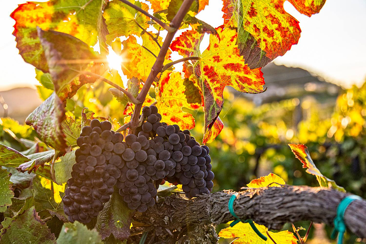 Foto Facebook Consorzio vini Oltrepo Autunno in Oltrepò? Il test dei professionisti