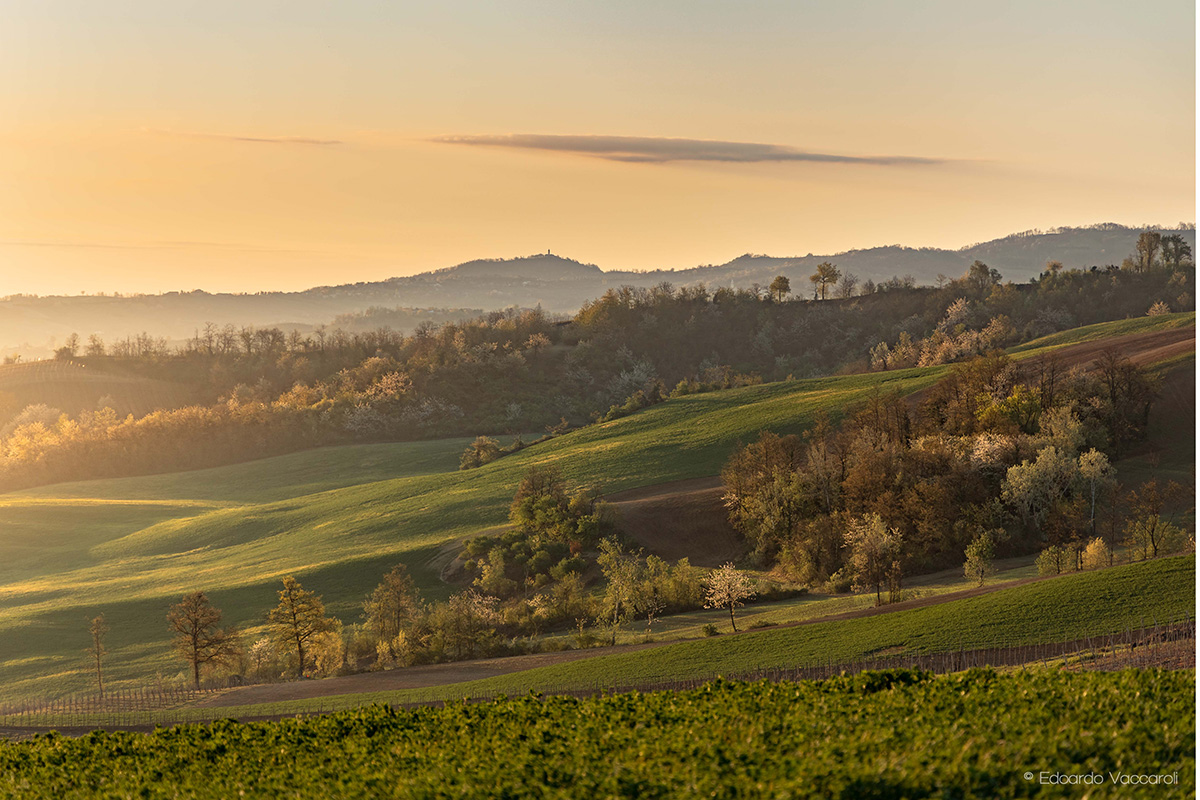 Ventitr&eacute; aziende fanno squadra per valorizzare l&rsquo;Oltrepo'. Foto: Edoardo Vaccaroli Pinot Nero il vitigno principe dell'Oltrepo' pavese